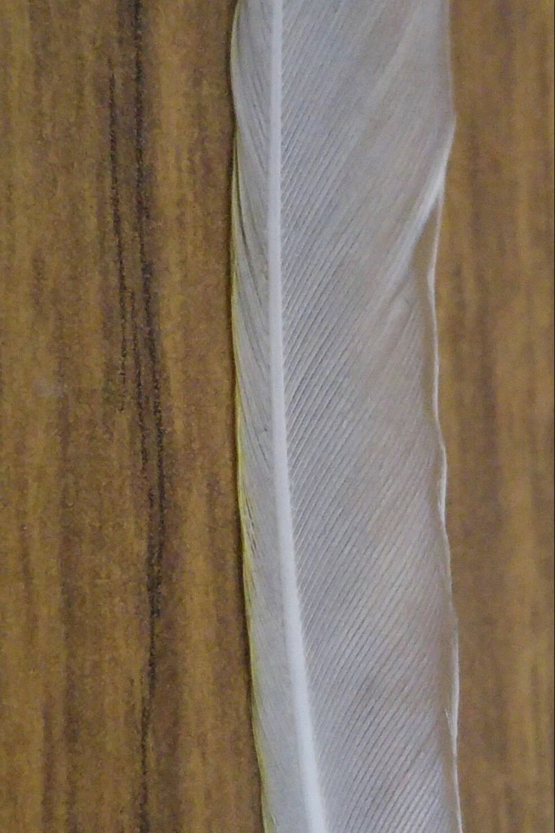 Piccola penna