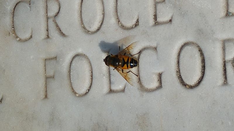 Syrphidae: Eristalis cfr. similis