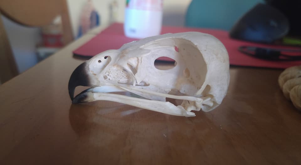 ID rapace trovato annegato