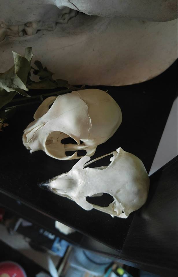 ID rapace trovato annegato