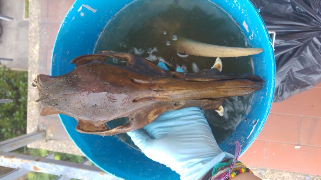 Sessare un cinghiale dal teschio?