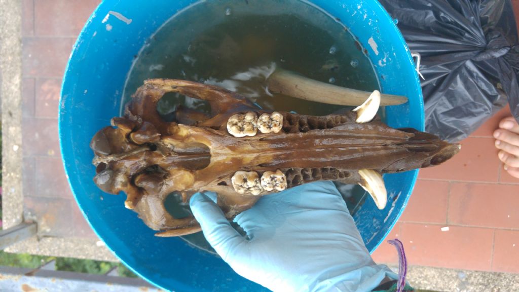 Sessare un cinghiale dal teschio?