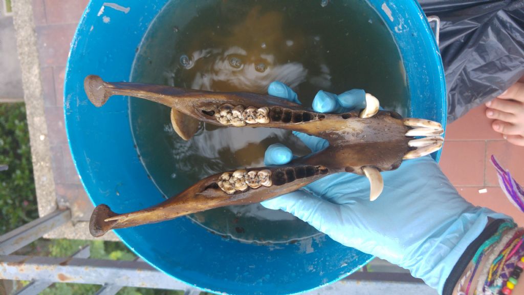 Sessare un cinghiale dal teschio?