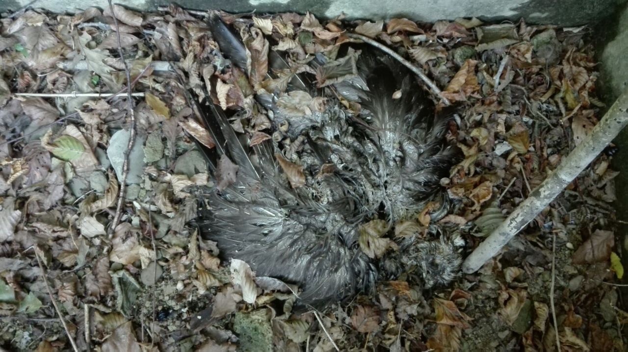 ID rapace trovato annegato