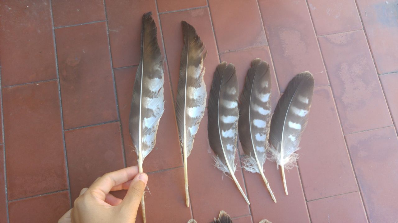 ID rapace trovato annegato