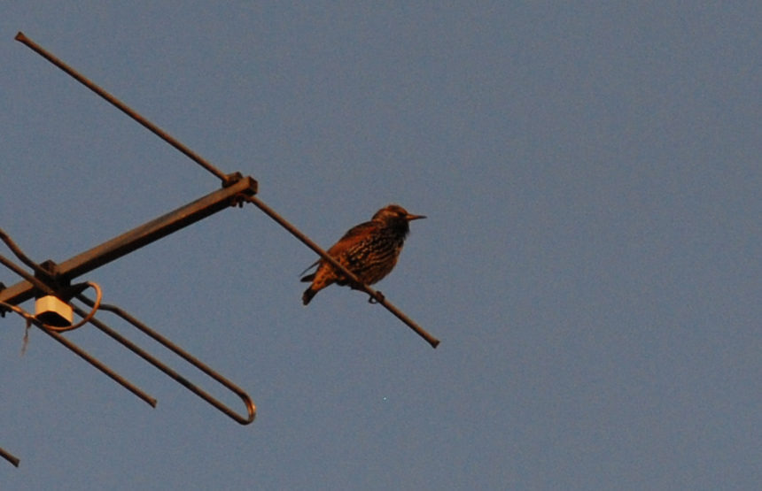 Aiuto ID:  Storno (Sturnus vulgaris)