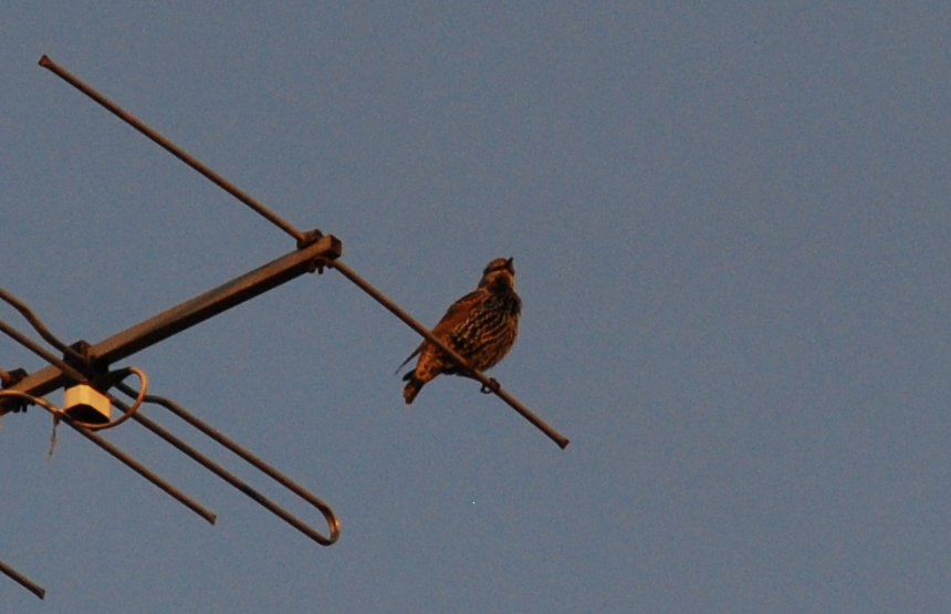 Aiuto ID:  Storno (Sturnus vulgaris)
