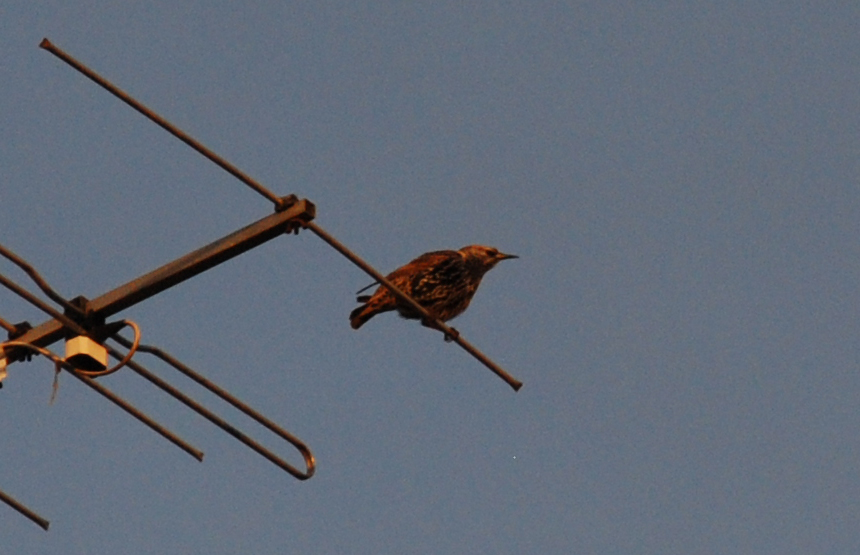 Aiuto ID:  Storno (Sturnus vulgaris)