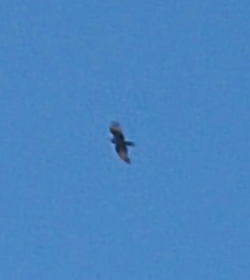 ID grande rapace