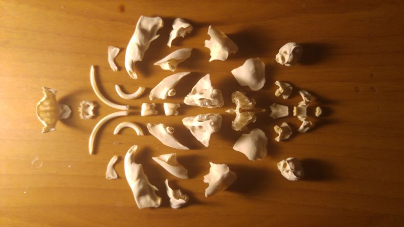 Preparazione teschio di piccolo istrice