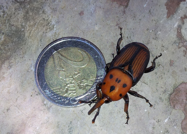 Curculionidae: punteruolo rosso / Rhynchophorus ferrugineus