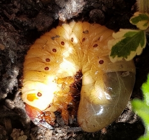 Grossa larva