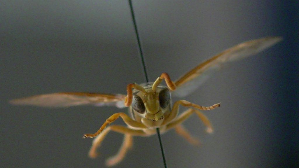 Polistinae, ma che specie? Polistes associus? No, Polistes bischoffi