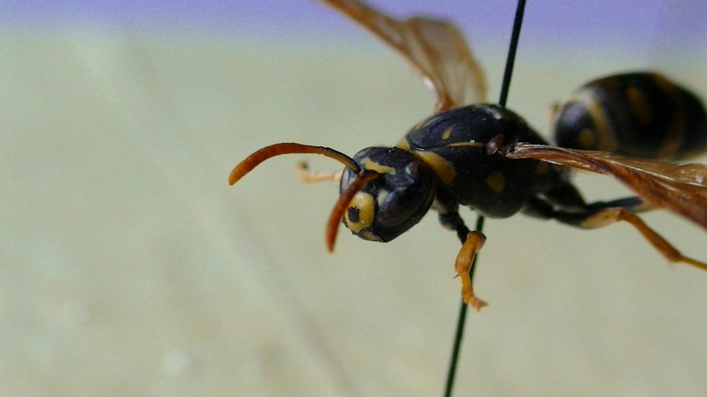 Polistinae, ma che specie? Polistes associus? No, Polistes bischoffi