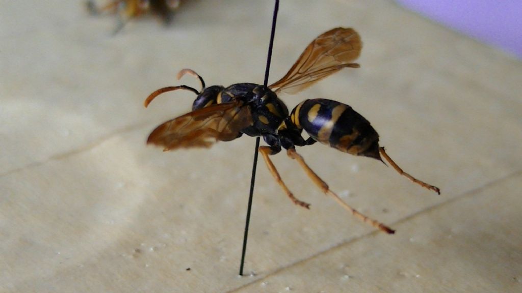 Polistinae, ma che specie? Polistes associus? No, Polistes bischoffi