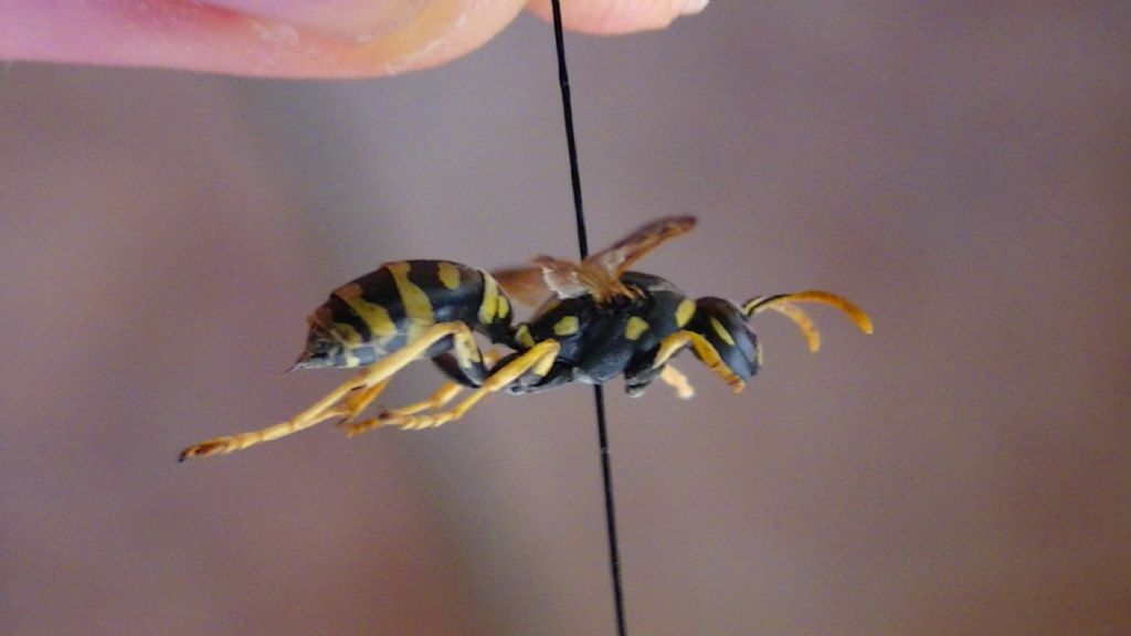 Polistinae, ma che specie? Polistes associus? No, Polistes bischoffi