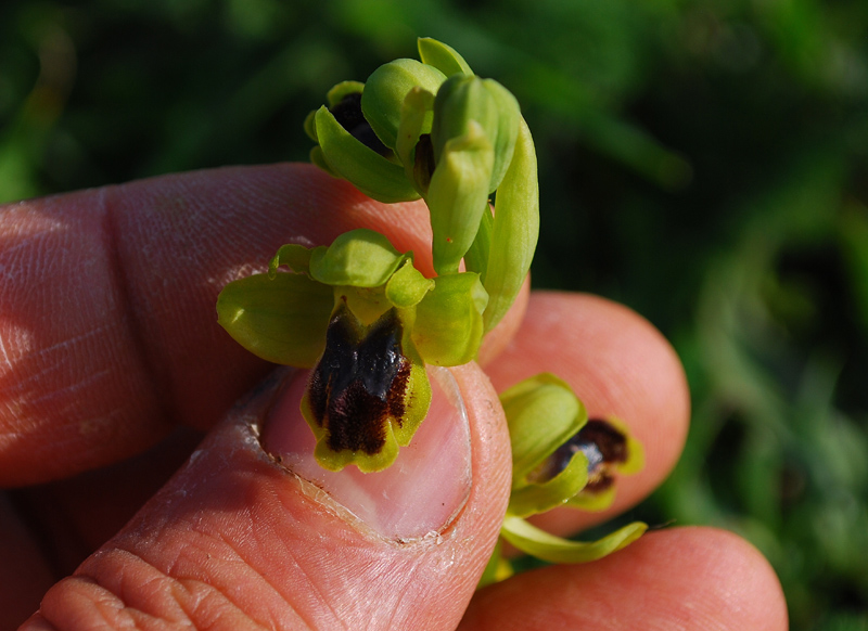 Ophrys laurensis.... Eccezzionale a Vizzini (CT)