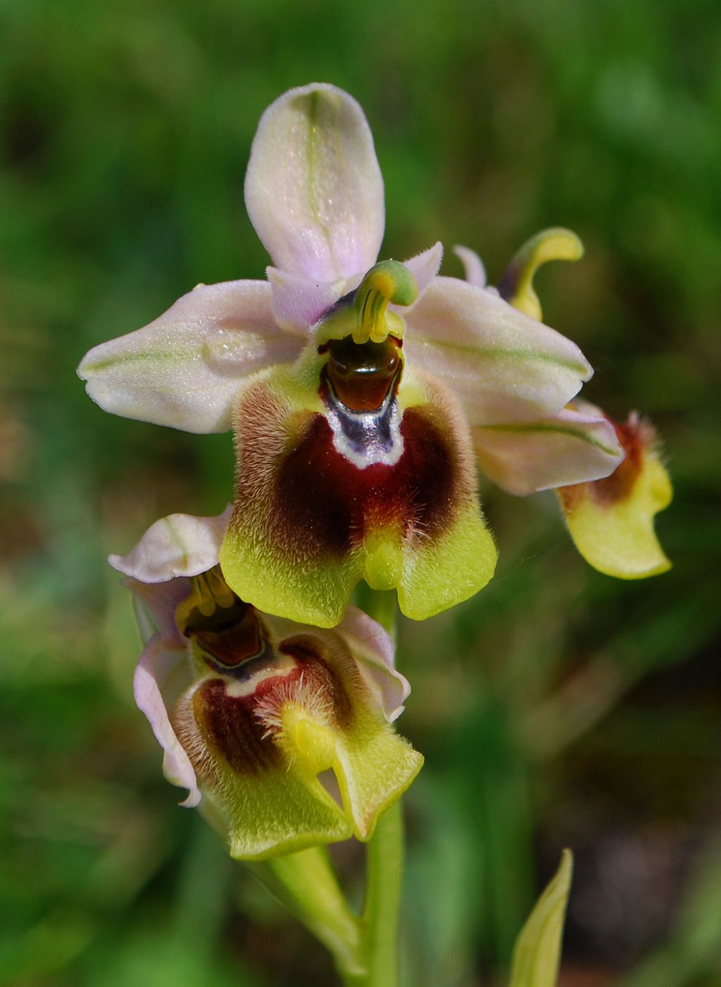 La solita..bellissima Ophrys tenthredinifera