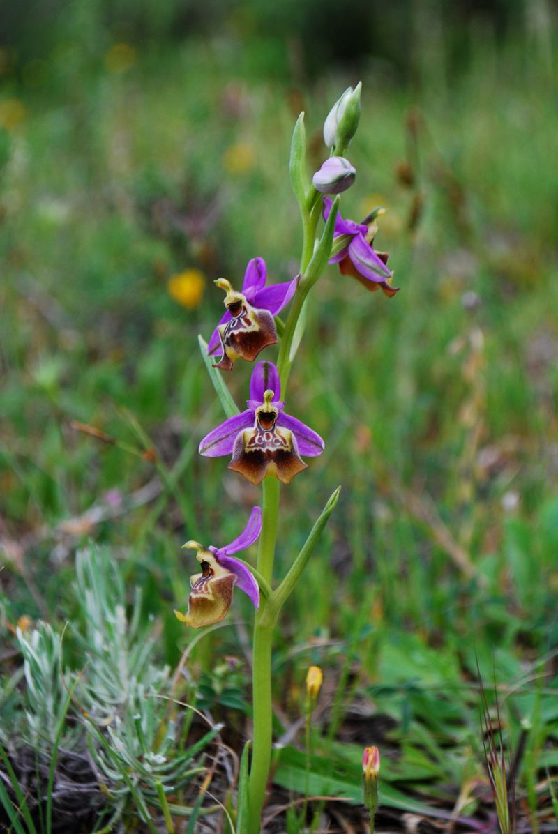 Ophrys calliantha