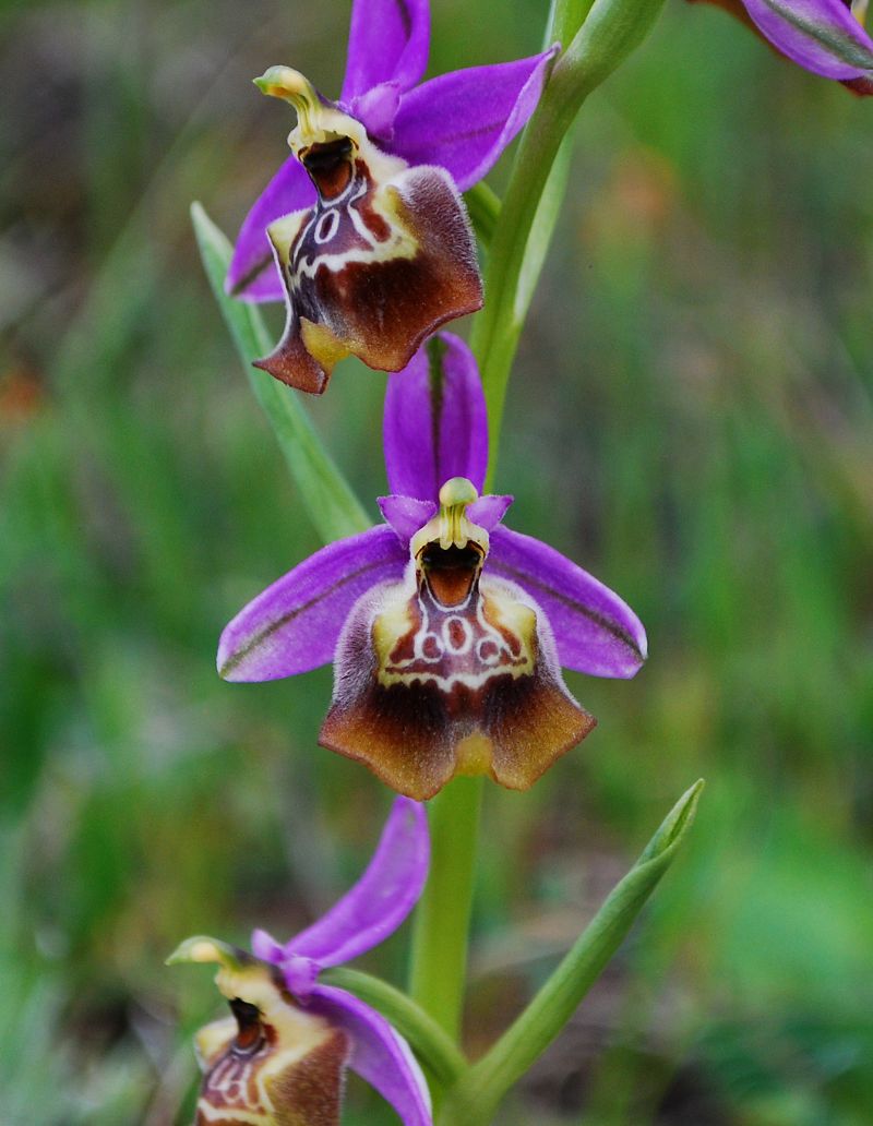 Ophrys calliantha