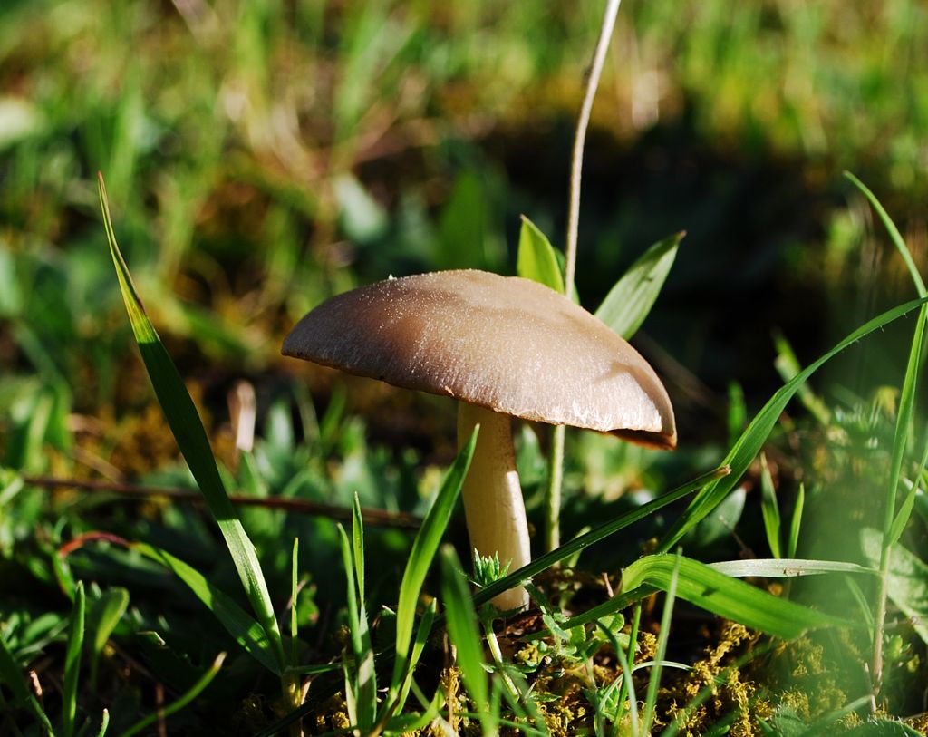 Fioriture fine marzo Sicilia - Buccheri