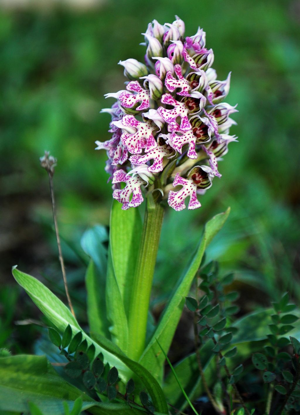 Fioriture fine marzo Sicilia - Buccheri