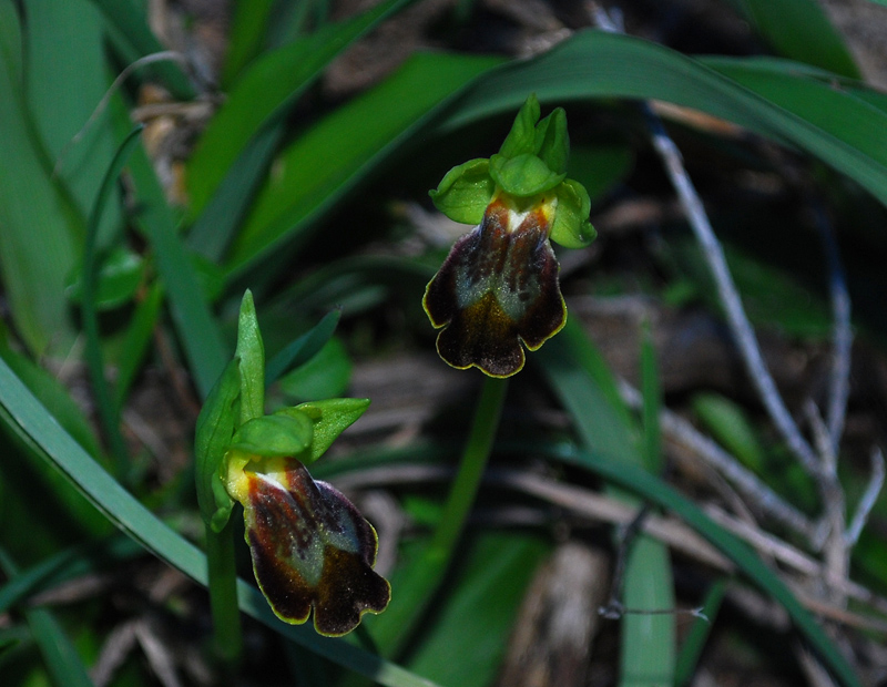 Iblei : Ophrys. Fusca 