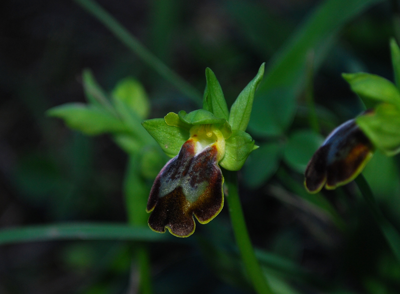 Iblei : Ophrys. Fusca 