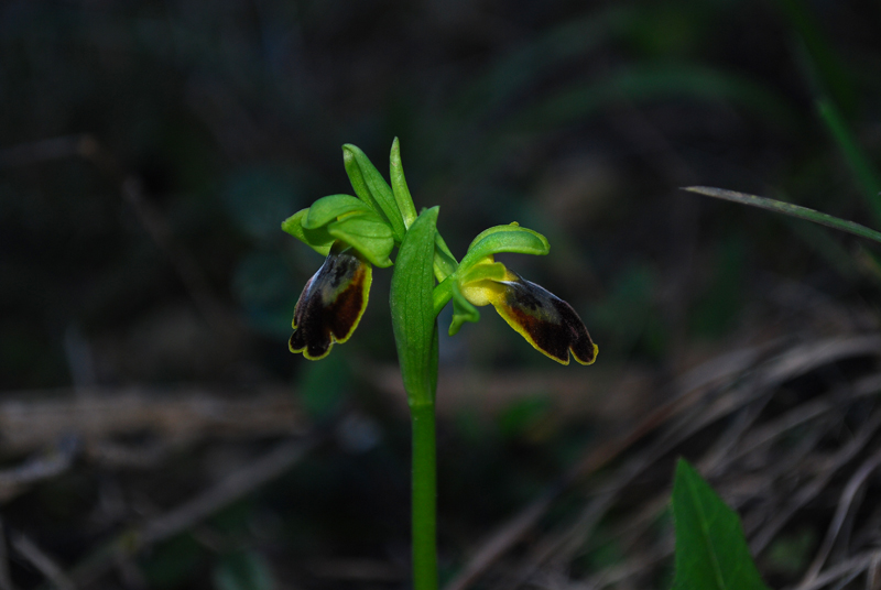 Iblei : Ophrys. Fusca 