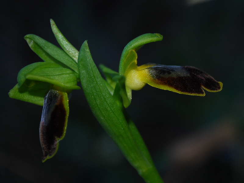 Iblei : Ophrys. Fusca 