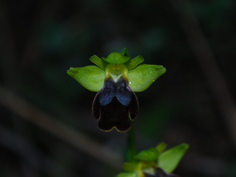 Iblei : Ophrys. Fusca 