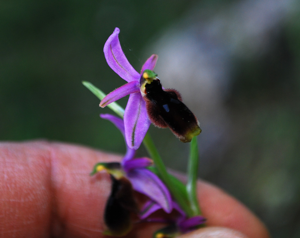 Ophrys lunulata - Pantalica - Sicilia