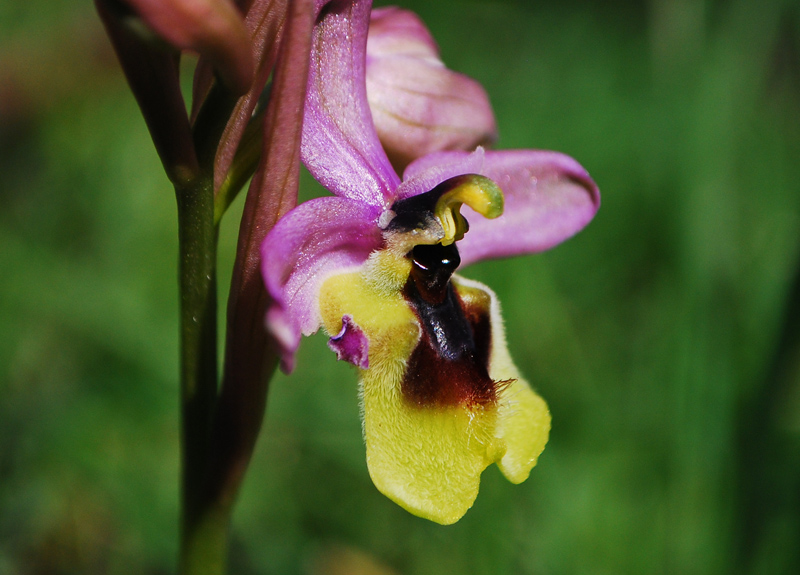 Ophrys tenthredinifera -lusus