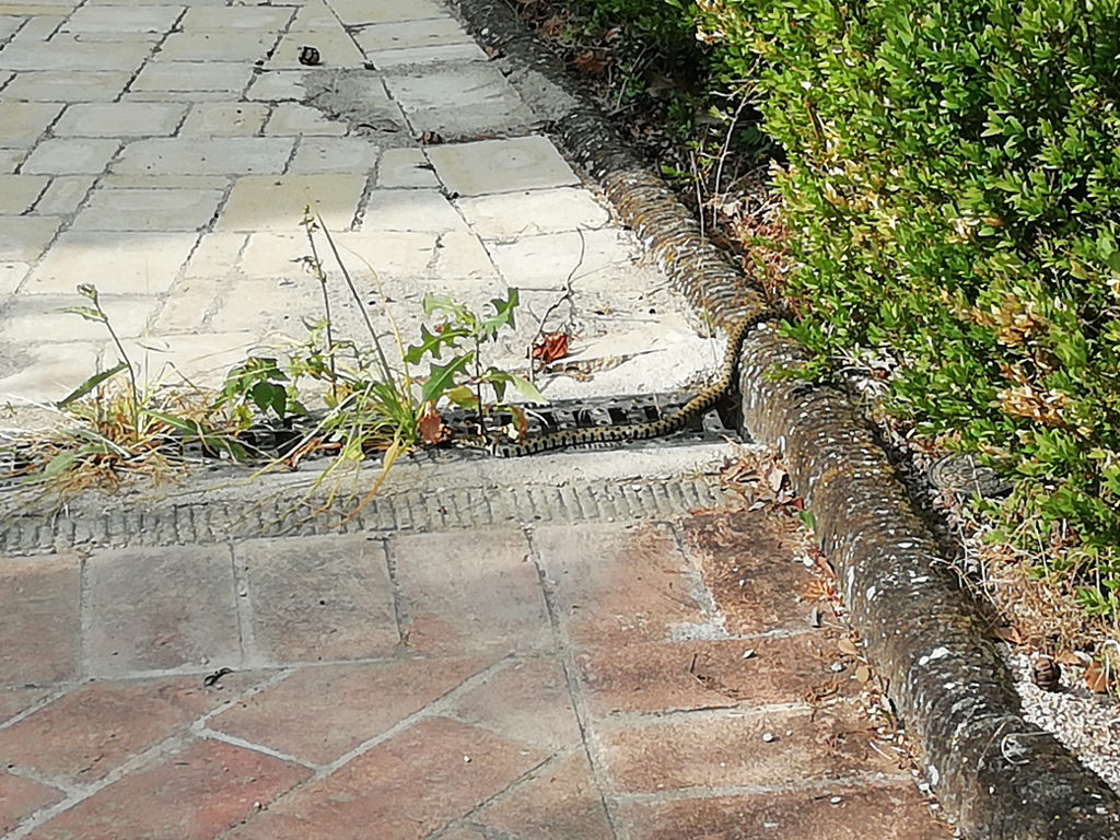 Riconoscimento serpente a distanza