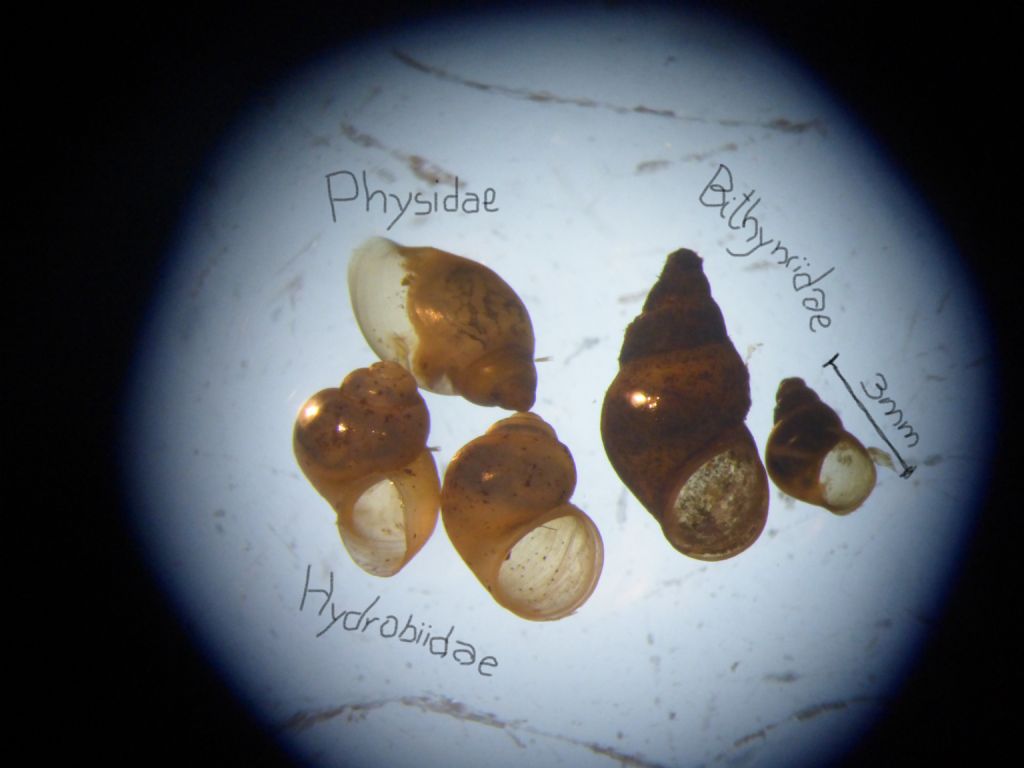 Bithyniidae vs Hydrobiidae