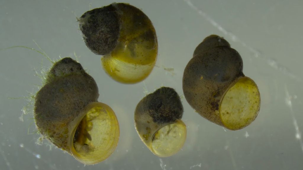 Hydrobiidae??