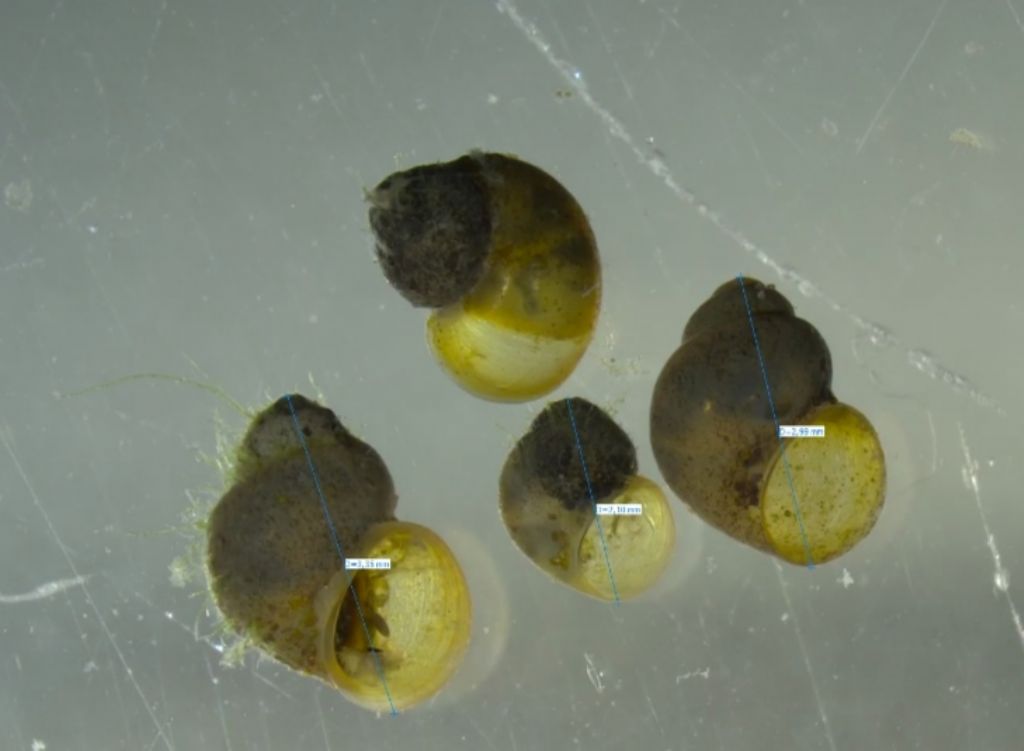 Hydrobiidae??