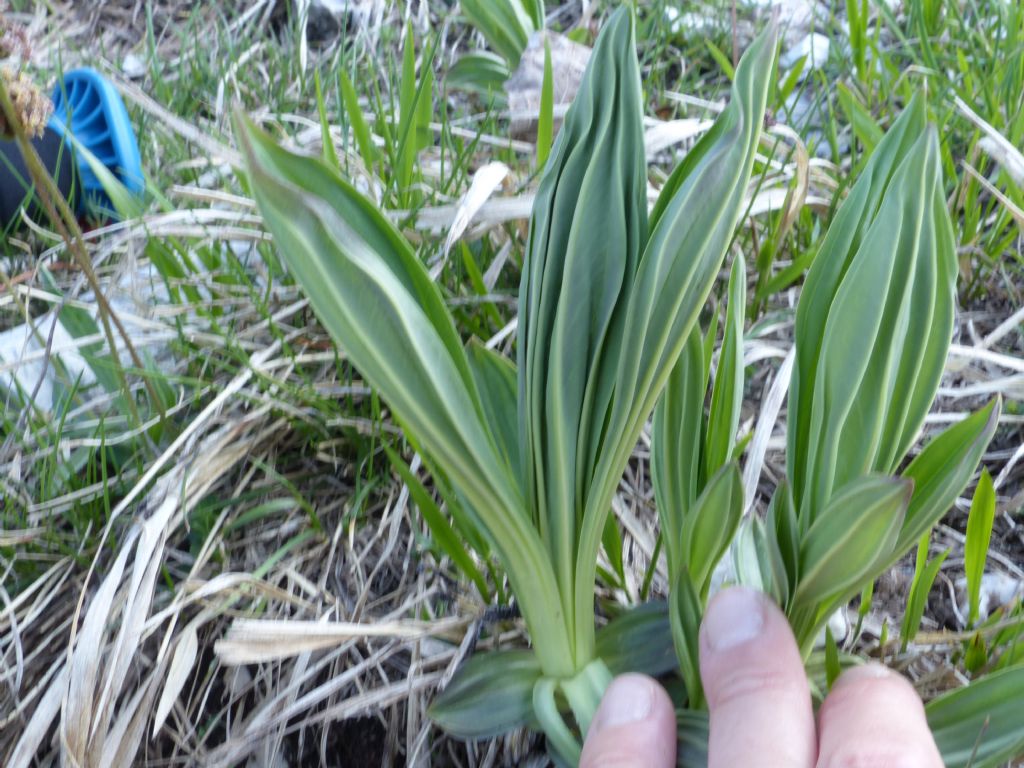 Gentiana lutea?