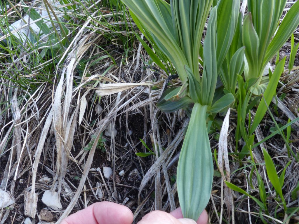 Gentiana lutea?