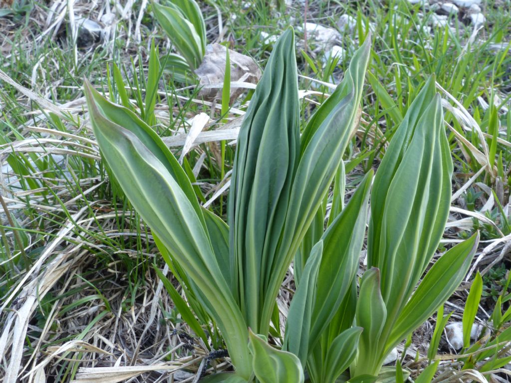 Gentiana lutea?