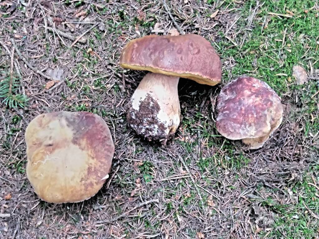 Qualche boletus. Per inaugurare l''estate