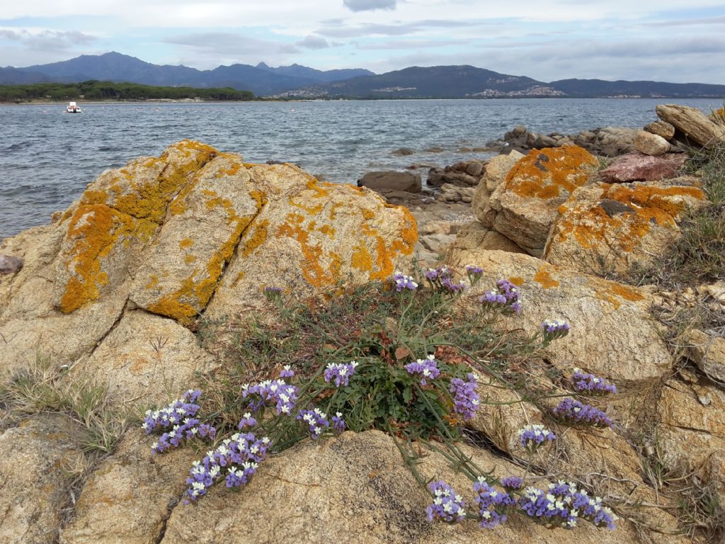 Limonium sinuatum / Limonio sinuato