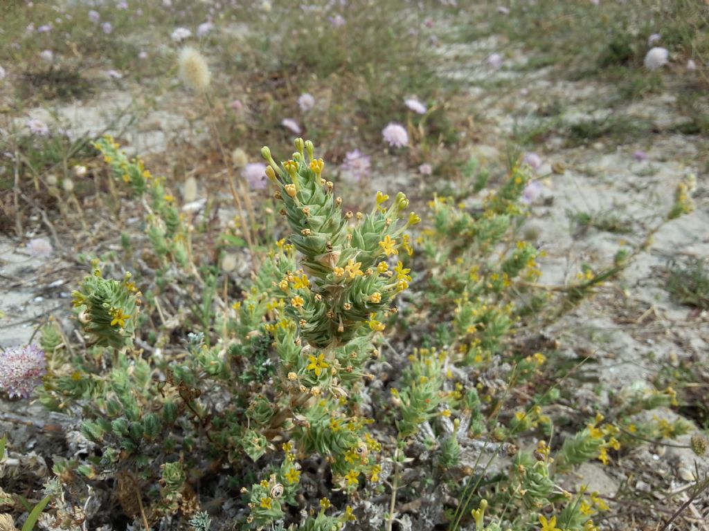 Crucianella maritima / Crucianella marittima