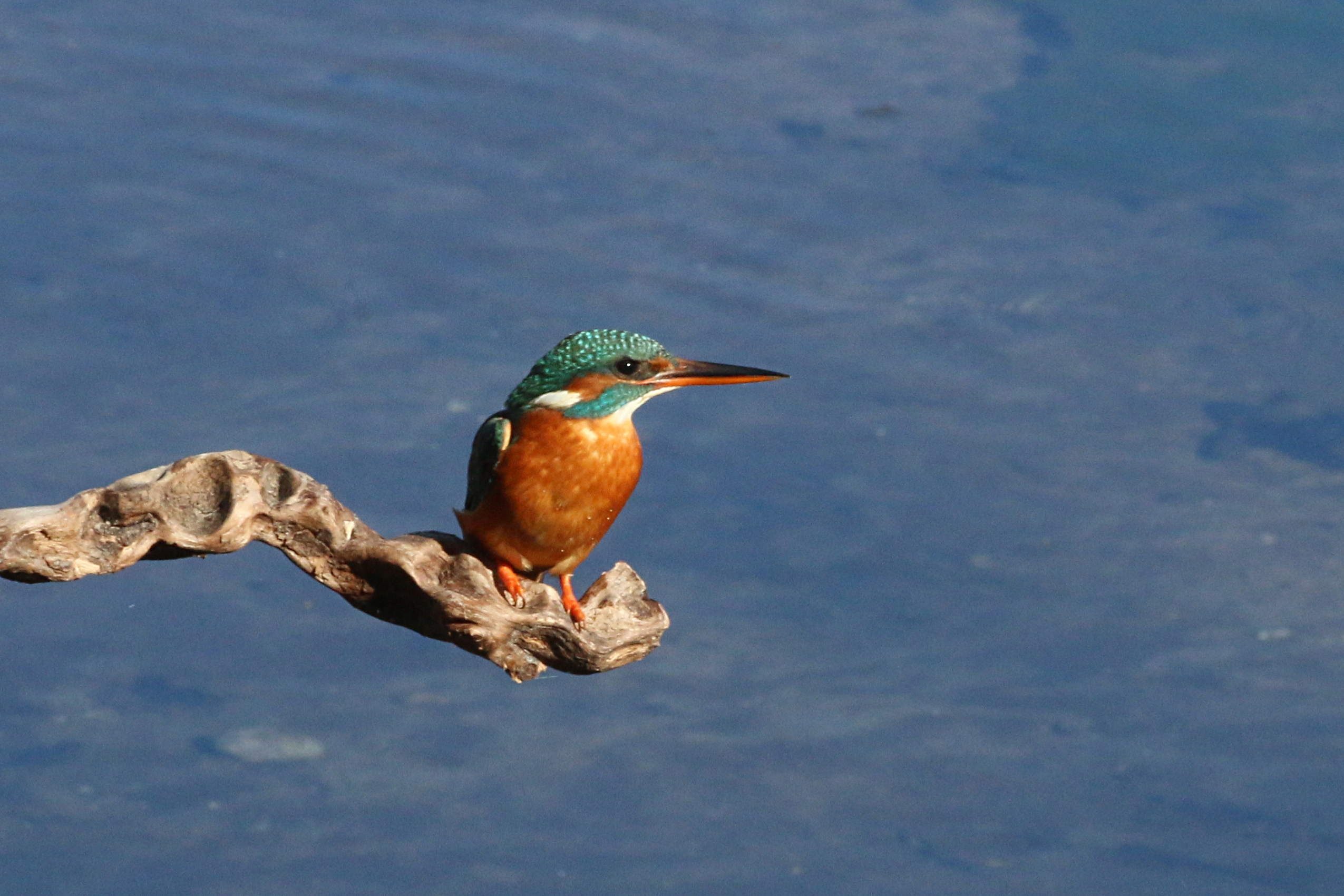 Martin pescatore, Alcedo atthis