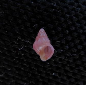 aiuto Identificazione prosobranchi