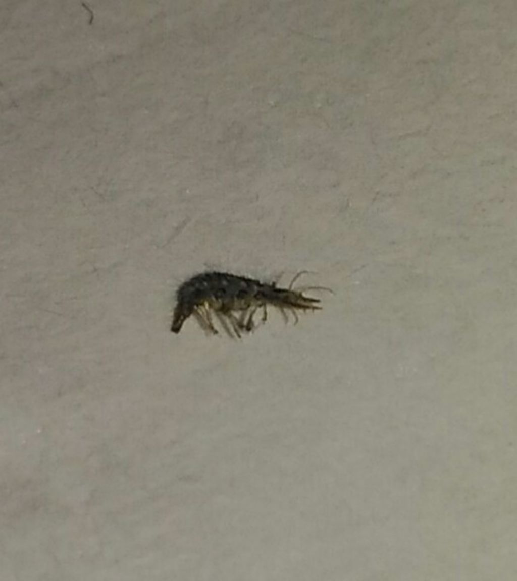 Aiuto, per favore...insettino con grandi mascelle: Larva neonata di Chrysoperla sp.