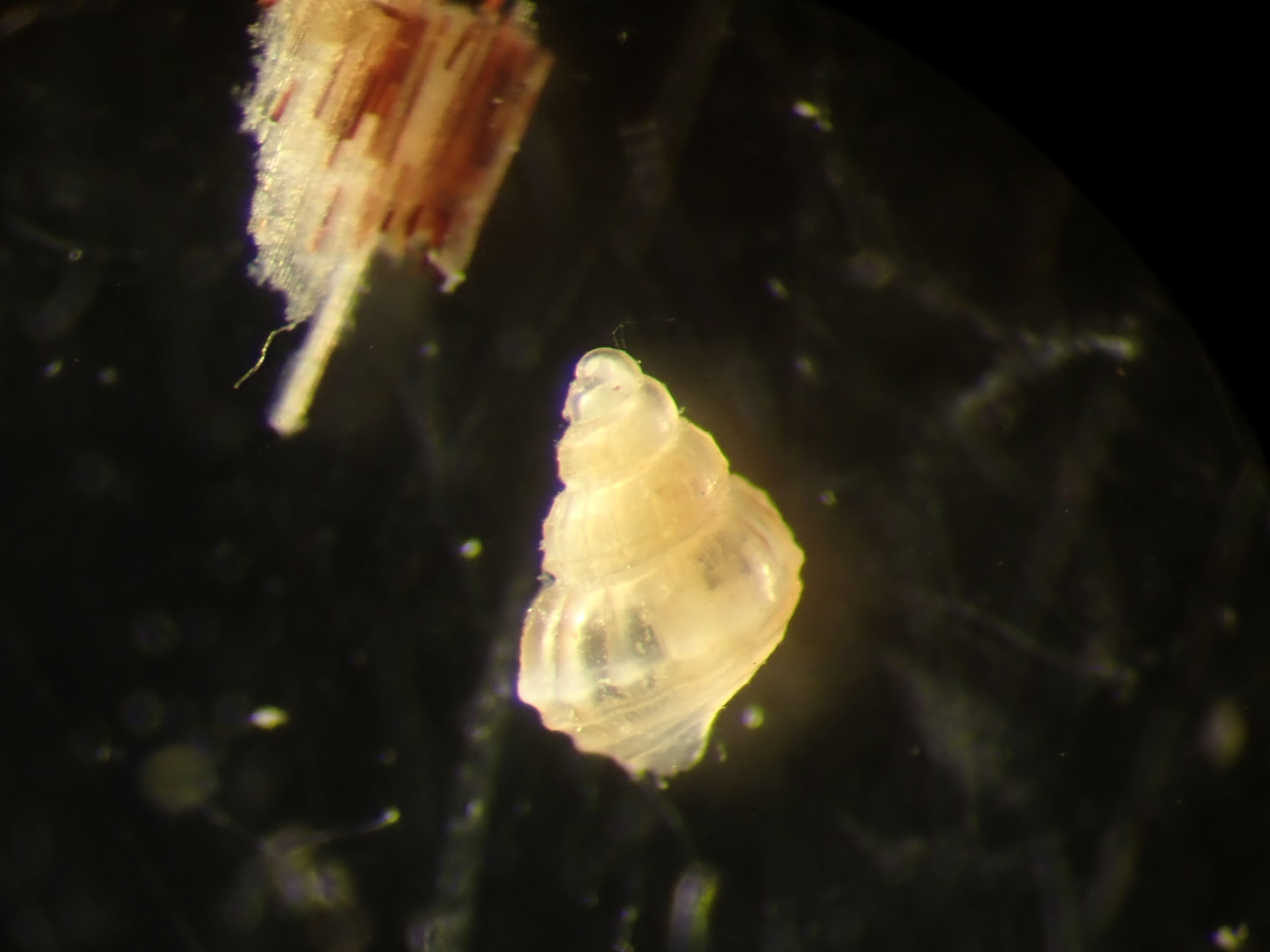 Alvania da determinare