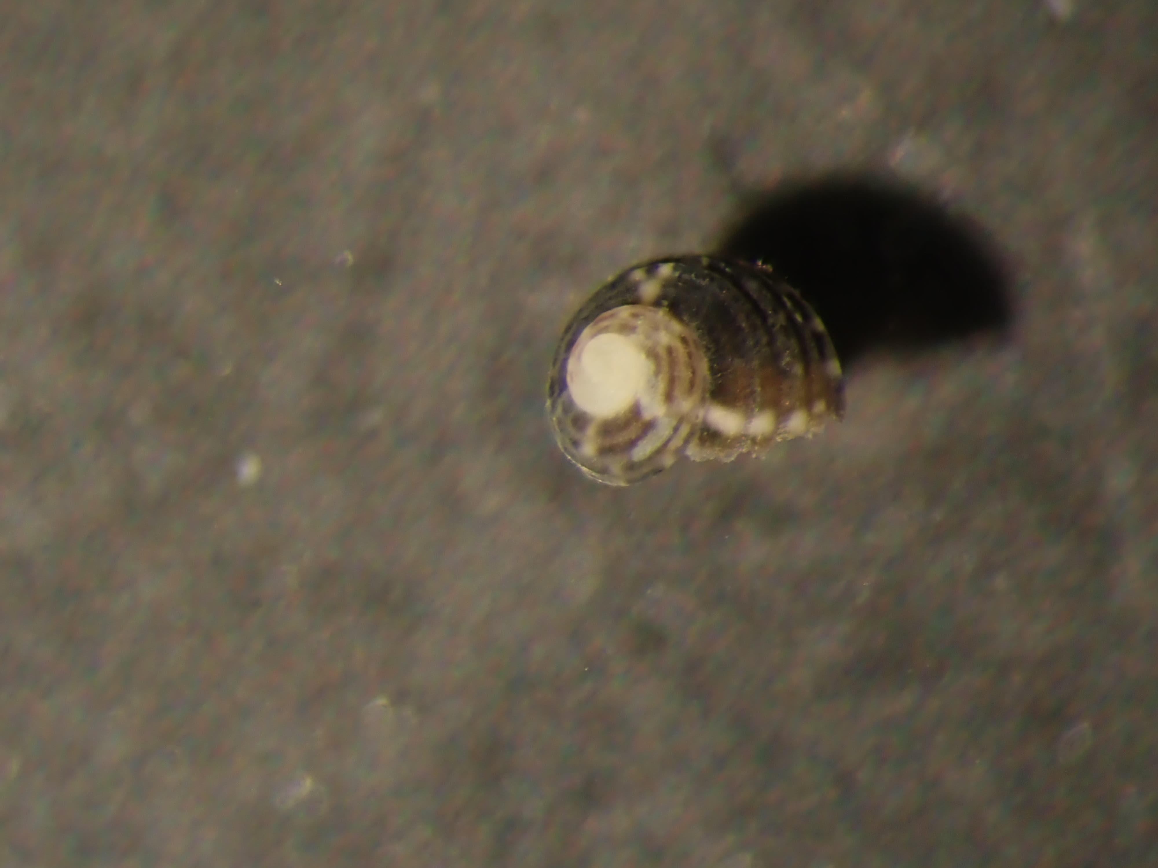 Gibbula racketti