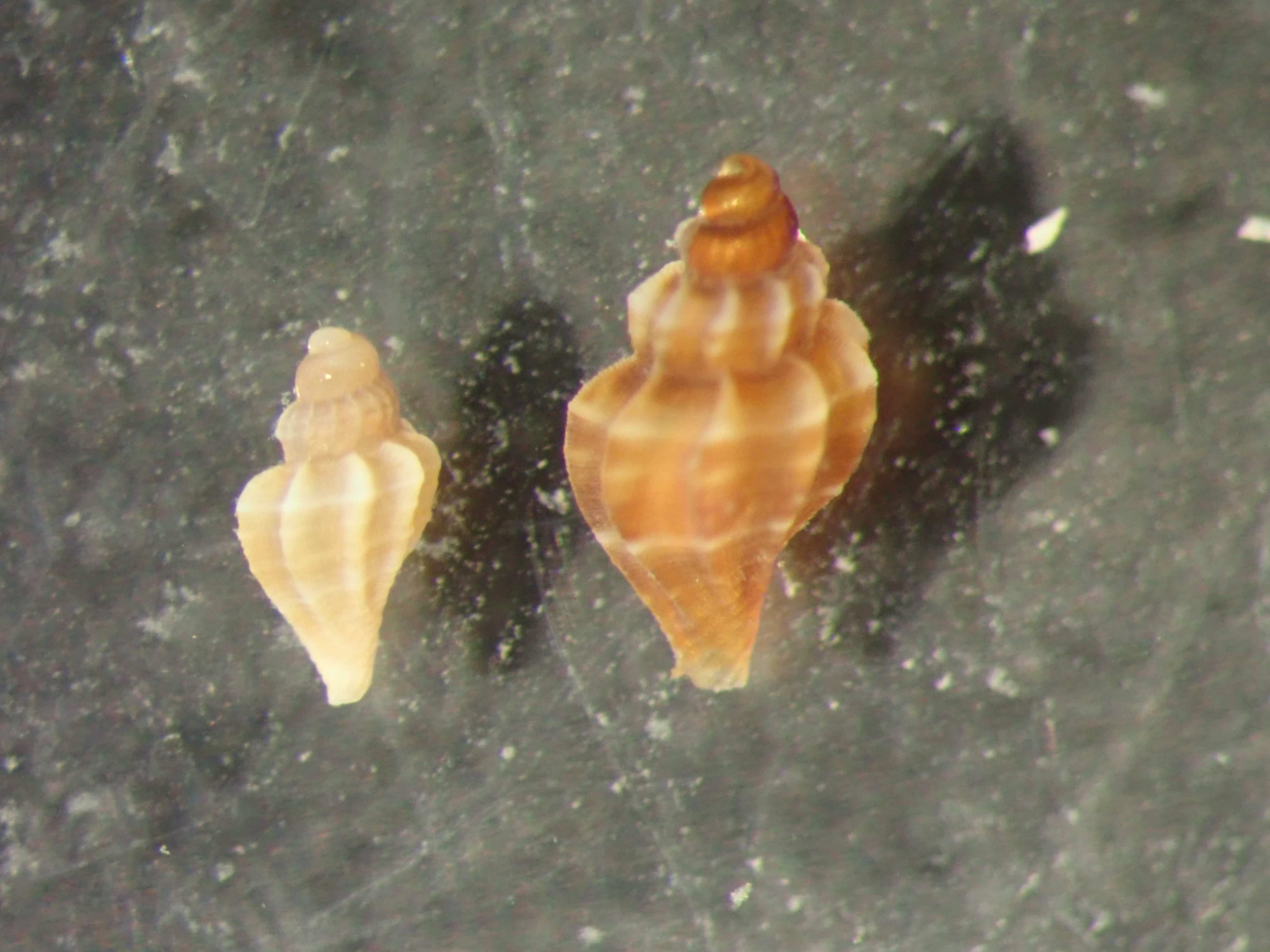 2 Mangelia sp. da determinare