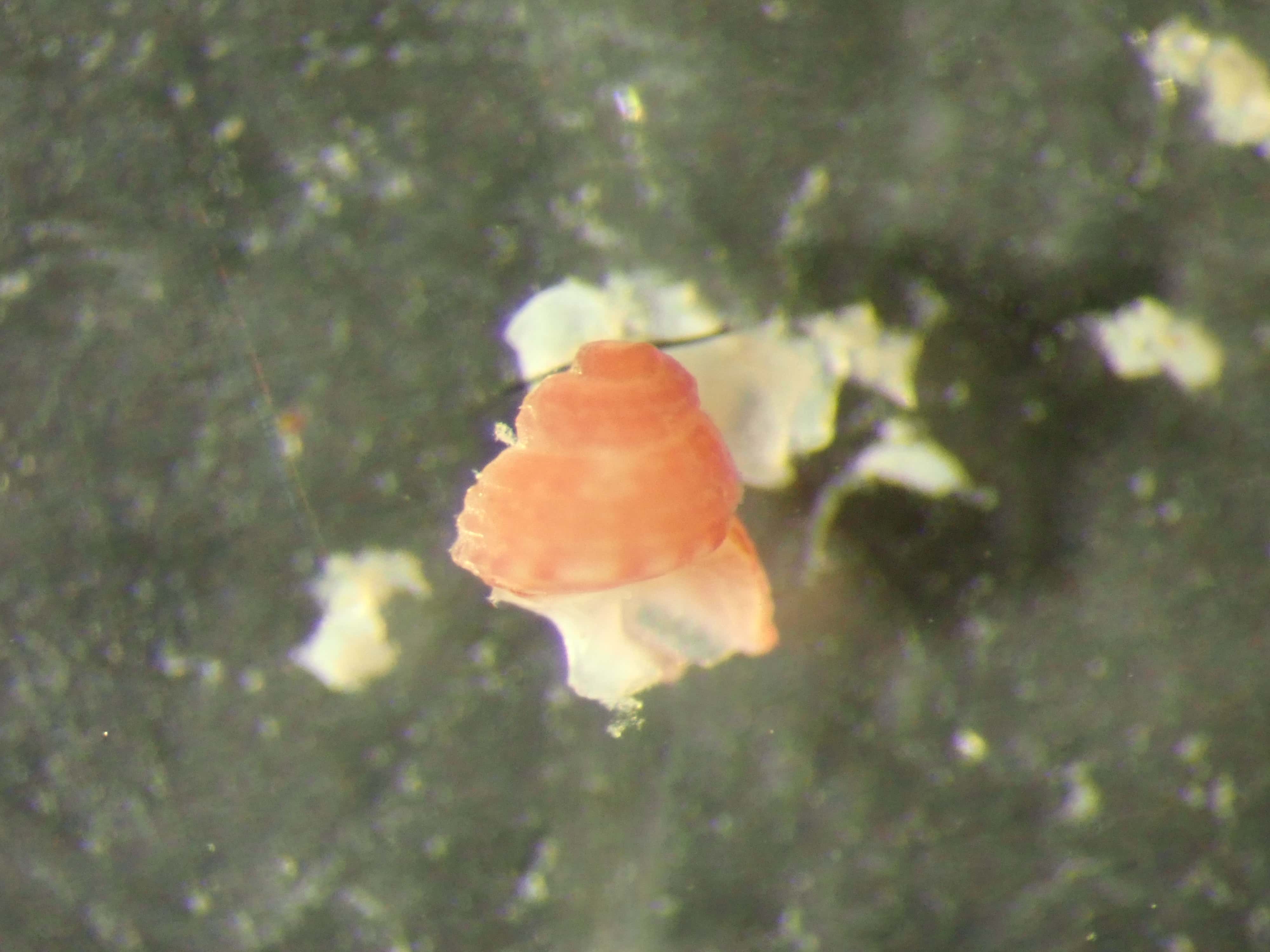 Gasteropode jv da ID